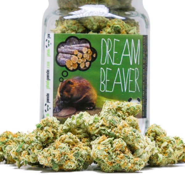 Dream Beaver