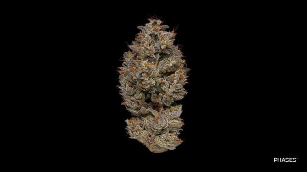 Dreamcatcher (Indica)