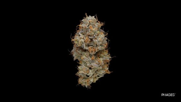 High Frequency (Sativa)