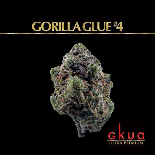 Gorilla Glue #4 Indoor