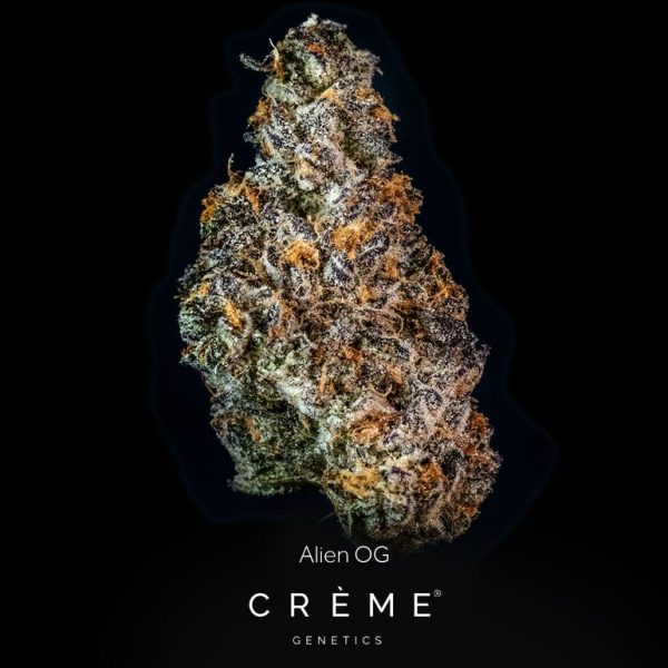 Alien OG (22% THC Indica)