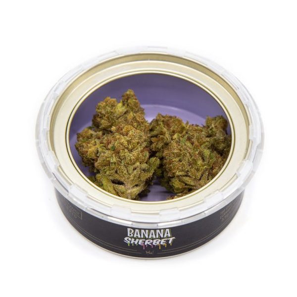 Banana Sherbet 1/8th Canned Flower (3.5