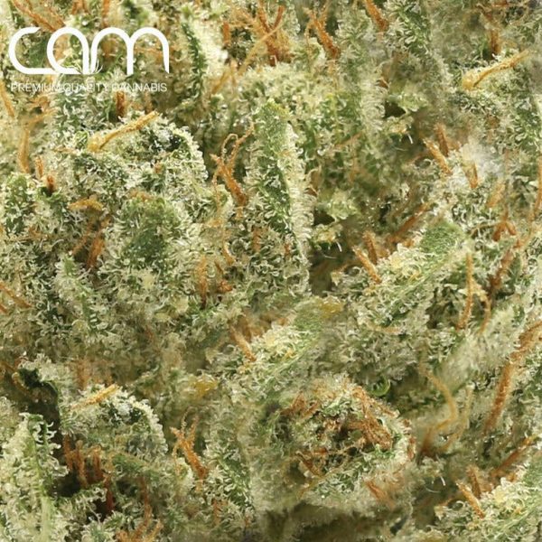 CAM LA Kush - Indoor (14g)