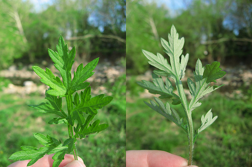 Chinese Medicine Mugwort Herb Chinese Medicine Mugwort Herb