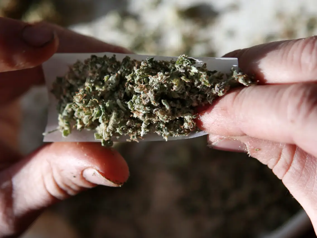How To Grow Organic Cannabis How To Grow Organic Cannabis