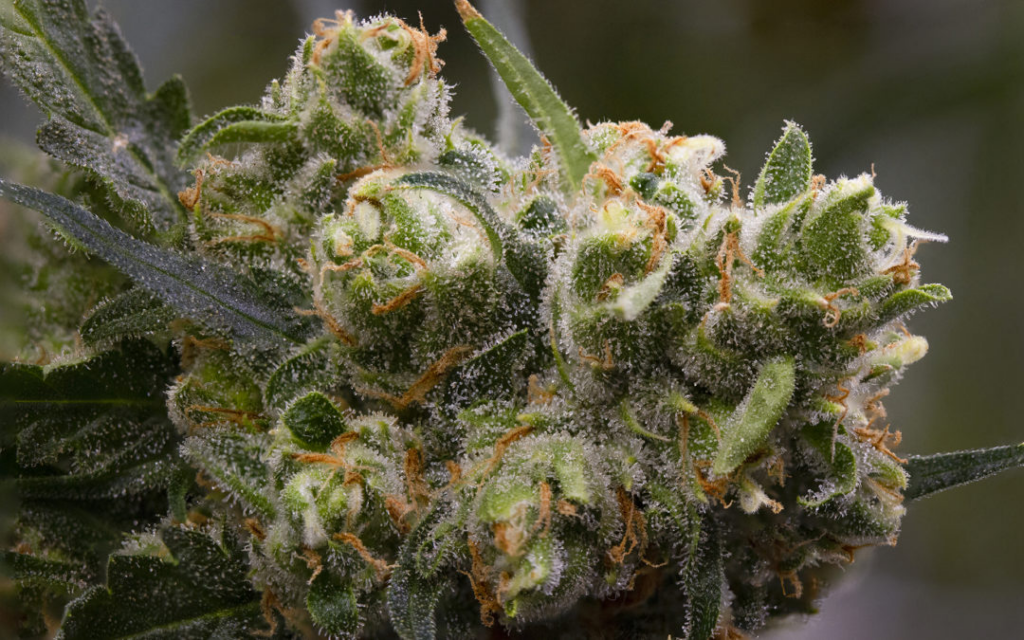 How to make CBD oil How to make CBD oil
