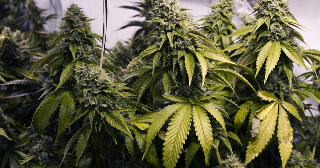 Does weed actually taste fruity? Does weed actually taste fruity?