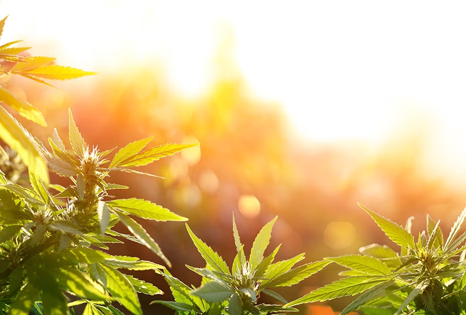 Cannabis and Studies Cannabis and Studies