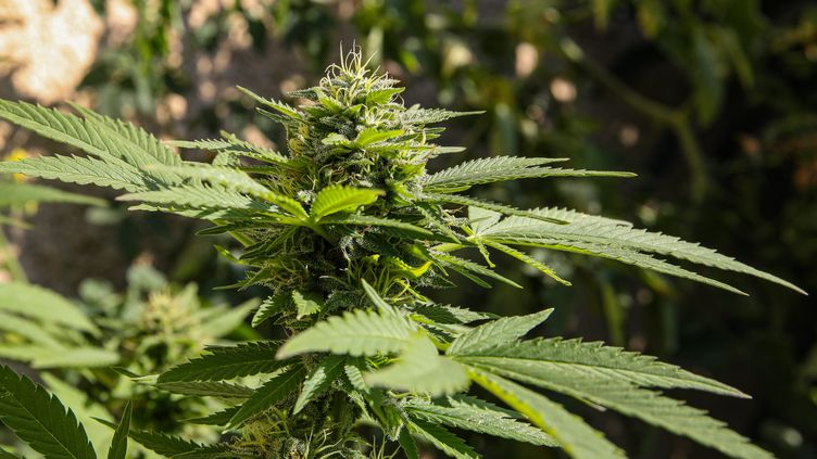 Best Indoor Strains Best Indoor Strains