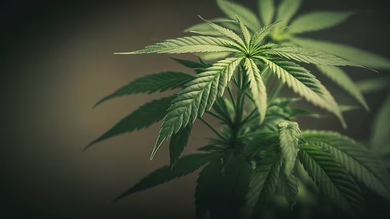 Moldy Weed guide Moldy Weed guide
