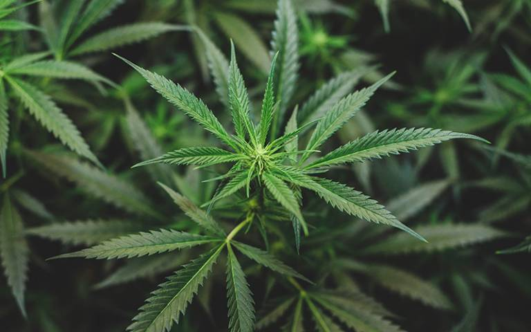 Is CBD feel the same as THC Is CBD feel the same as THC