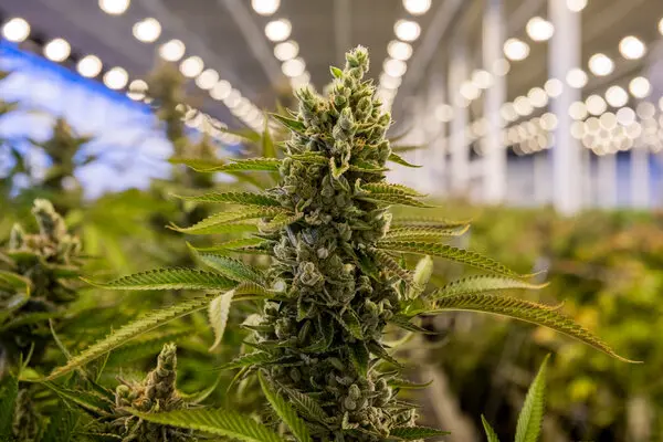What weed delivery apps are in Canada? What weed delivery apps are in Canada?
