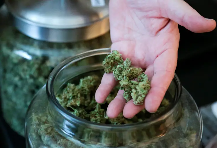 Indica Or Sativa Indica Or Sativa
