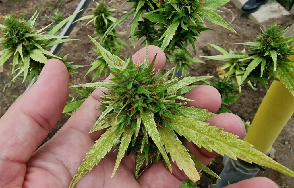 What are types of flower weed? What are types of flower weed?
