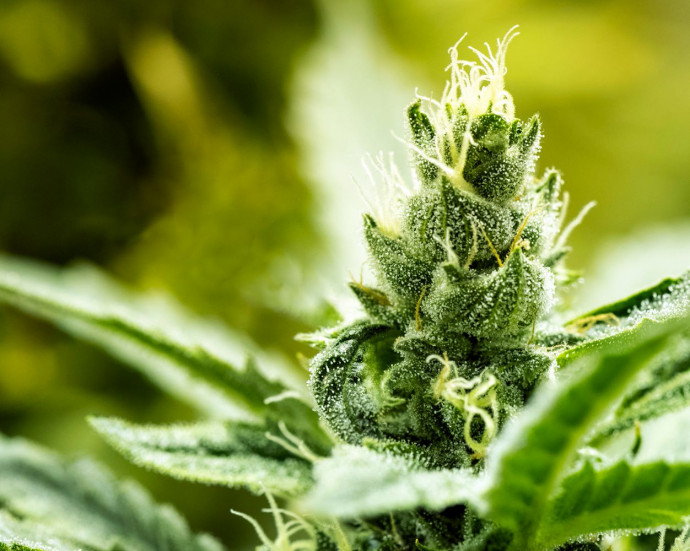 The different types of cannabis concentrates The different types of cannabis concentrates