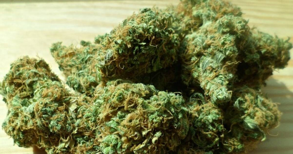 Must-See Cannabis Festivals Must-See Cannabis Festivals
