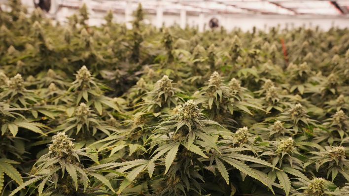 Medical cannabis facts you need to know